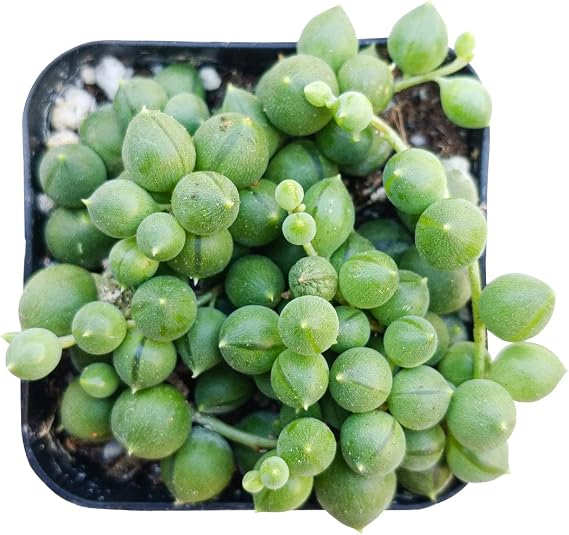 String of Pearls Senecio Rowleyanus (2" Grower Pot) - Best Trailing & Climbing Indoor Plant - Indoor Plant for Home Office Decoration
