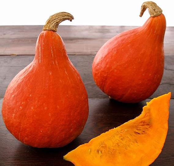 Sustainable Seed Co Organic Japanese Red Kuri Squash Seed - 4 g ~30 Seeds | Organic, Heirloom, Open Pollinated, Non-GMO, Farm & Vegetable Gardening Seeds - AKA: Baby Red Hubbard - Winter Squash
