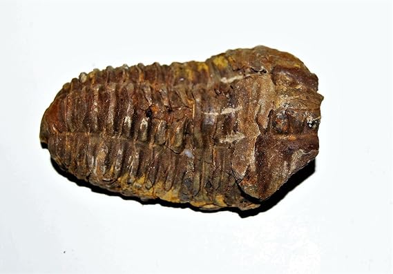 Flexicalymene Trilobite Fossil 2-3 Inch B Grade