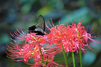 Rare Hymenocallis littoralis Spider Lily BulbsHurricane Lily Lycoris Radiata Garden Summer Perennial 20 Bulbs