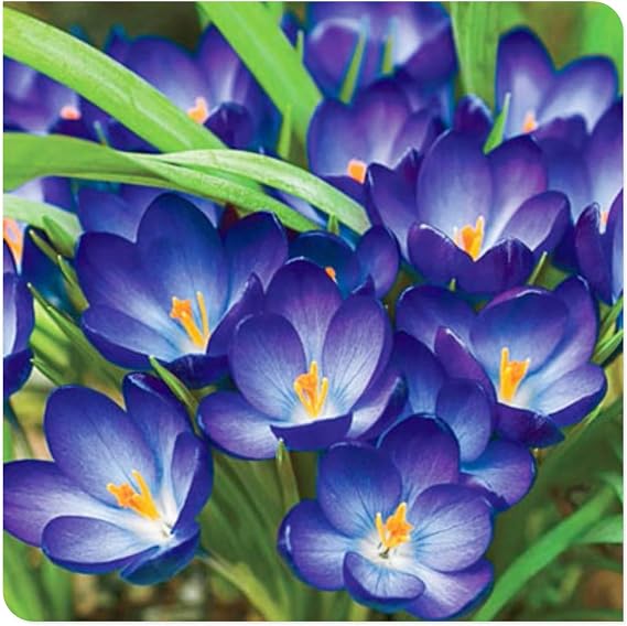 Crocus Bulbs/Saffron Crocus Bulbs -Gorgeous/Potted/Plants/Rhizome/Ornamental/Resistant/Bedding-4 Bulbs-I