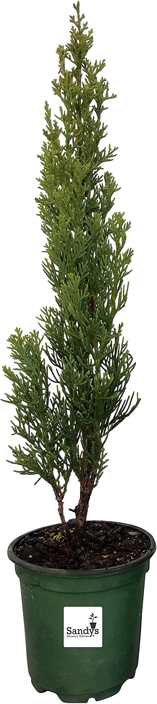 Cypress Italian Cupressus sempervirens, Lot of 20, 4 Inch Pot