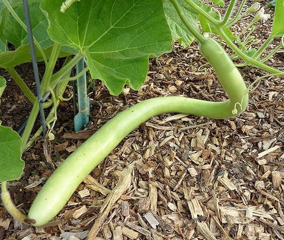 Cucuzzi (Italian Edible) Gourd Seed, much like summer squash(10 Seeds)
