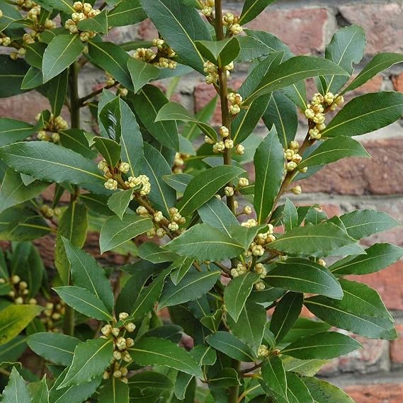 Bay Laurel Seeds (Laurus nobilis) 2 Seeds | Packaged in an airtight, watertight glass vial with cotton and moisture-absorbing silica for long-term seed storage.
