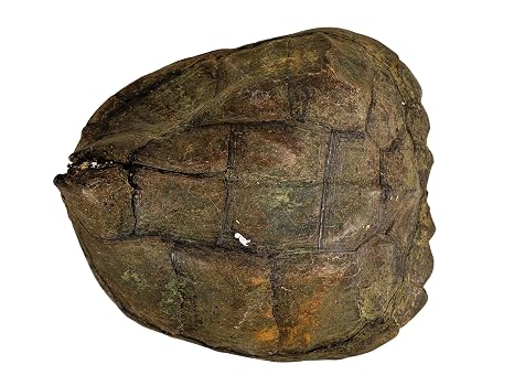 Real 11" Snapping Turtle Shell with Plastron G6668