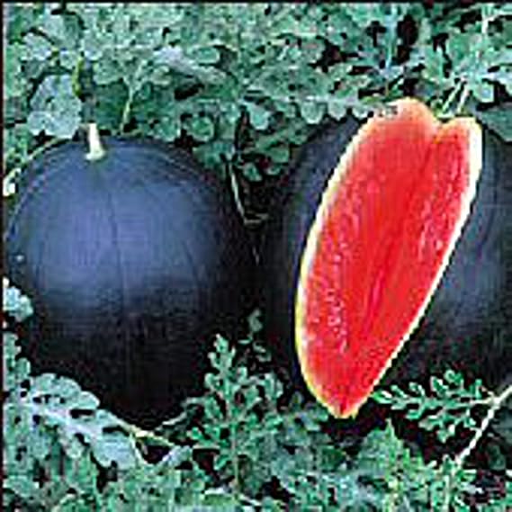 Blacktail Mountain Watermelons Seeds (25 Seed Packet) (More Heirloom, Non GMO, Vegetable, Fruit, Herb, Flower Garden Seeds at Seed King Express)