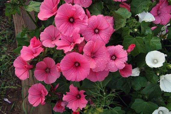 Rose Mallow - Wildflower Seeds