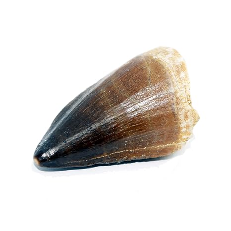 Real Large Mosasaur Tooth Fossil from Mosasaurus Extinct Prehistoric Sea Creature Genuine Fossil