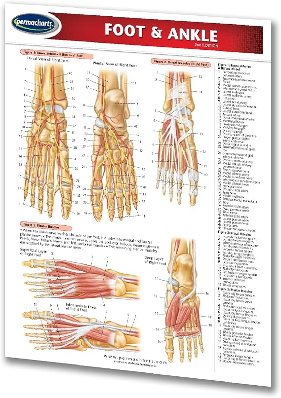 Foot & Ankle Guide - Medical Quick Reference Guide by Permacharts