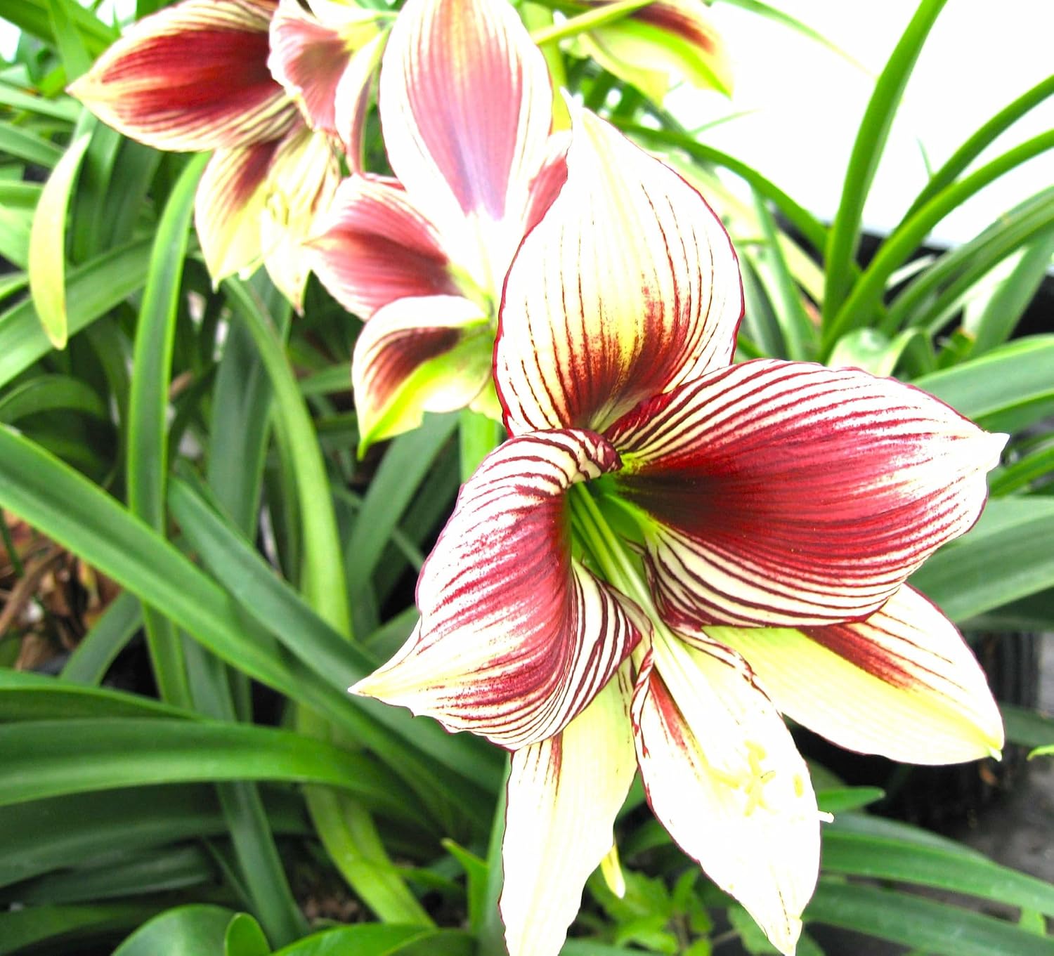 Papilio Butterfly Amaryllis Flower Seeds