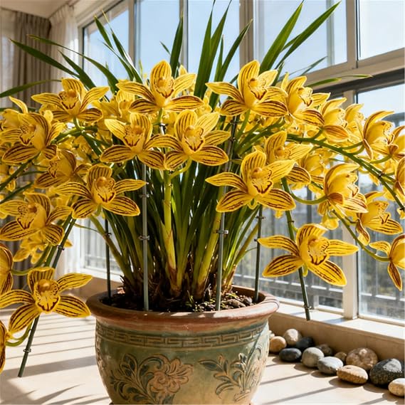 Rare Variety - Cold-Hardy Perennial Cymbidium Orchid - Cymbidium Orchid Rhizome - Desktop and windowsill Decoration/That Grow Fast/Golden Jade Carving/Garden-3 Roots-J
