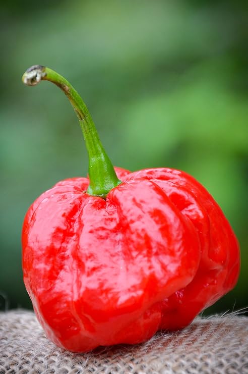 MOA Red Scotch Bonnet Hot Pepper Premium Seeds for Planting Packet + More