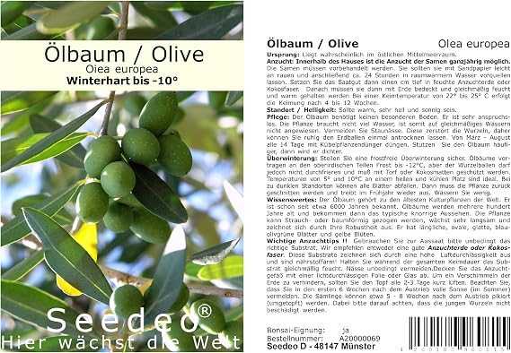 Seedeo® Olive/Olive Tree (Olea europaea) 20 Seeds