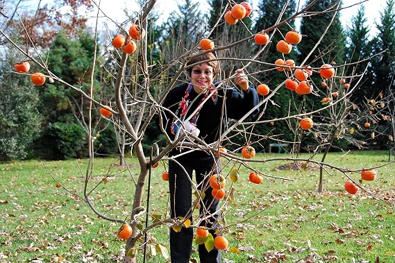 1 Fuyu persimmon tree(Diospyros kaki "Fuyu,") 3 feet tall